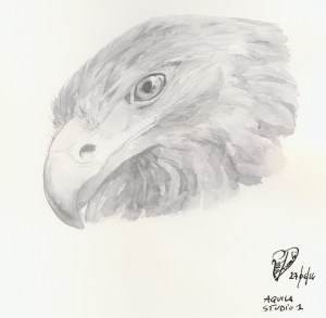 aquila1