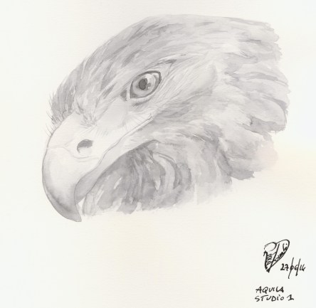 aquila1