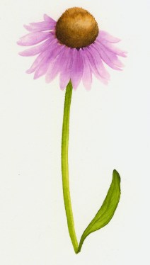 echinacea ok