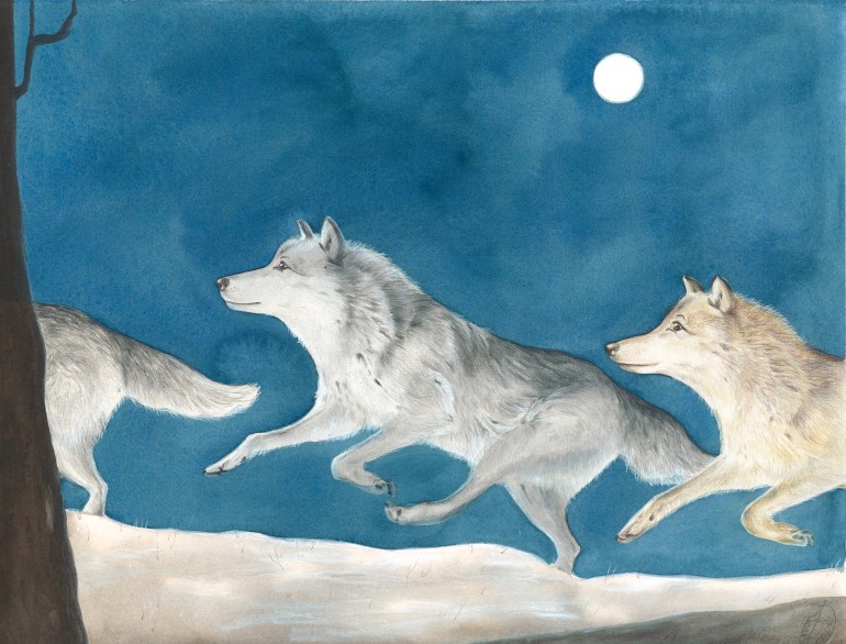 lupo bassa risoluzione